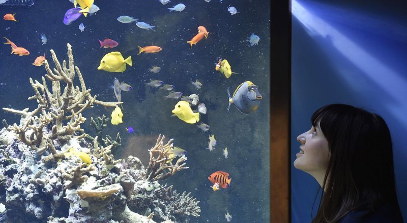 Tahun 2021, Indonesia Bakal Jadi Eksportir Ikan Hias Terbesar Dunia