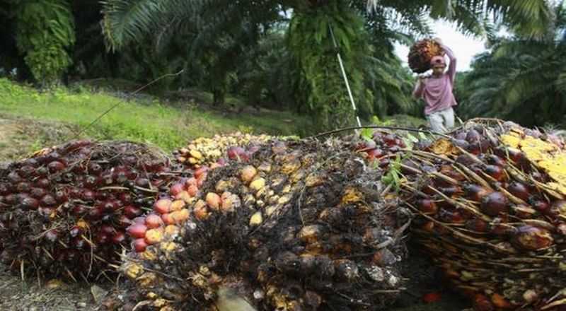 Penguatan ISPO, Pemerintah Jalin Kerja Sama dengan Seluruh Stakeholder