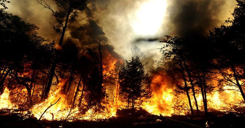 9 Pendaki Tewas Terbakar dalam Kebakaran Hutan di India