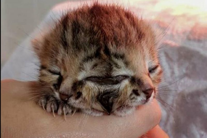 Hanya Bertahan 16 Hari, Kucing Berwajah Dua Mati