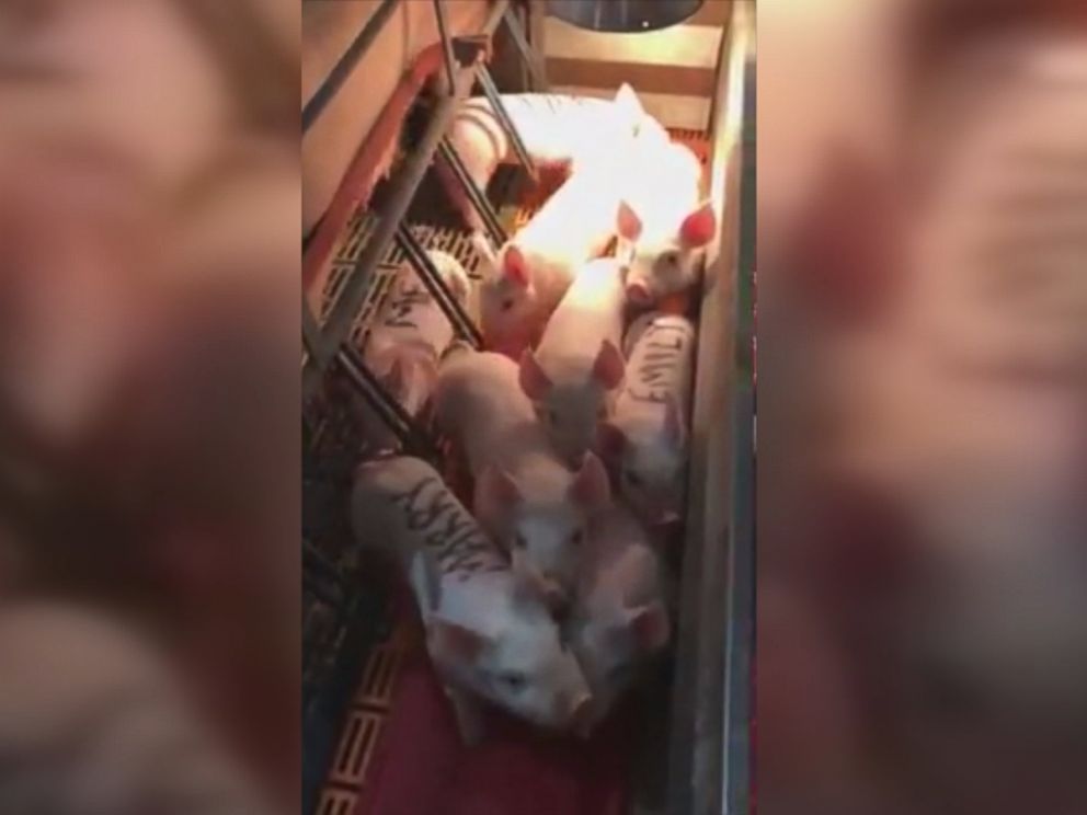 Edan, Peternak di Iowa Lamar Kekasih di Kandang Babi