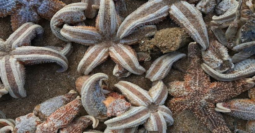 Puluhan Ribu Bintang Laut dan Ikan Mati di Pantai Inggris