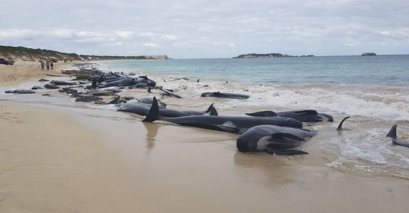 Miris, Lebih dari 150 Paus Mati Terdampar di Pantai Australia