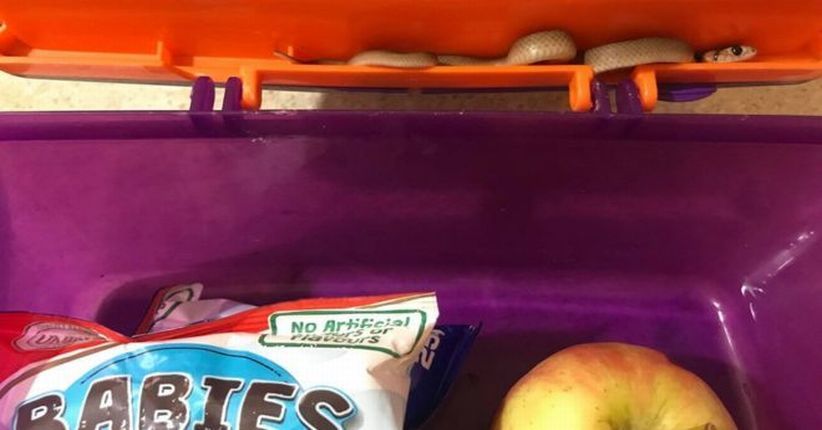 Ular Berbisa Mematikan Tiba-Tiba Muncul di Kotak Makan