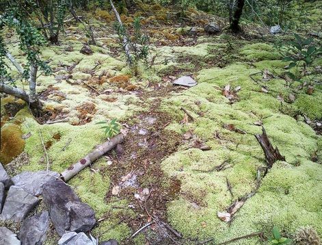 Mengintip Hijaunya Gunung Lumut yang Jadi Primadona di Belitung