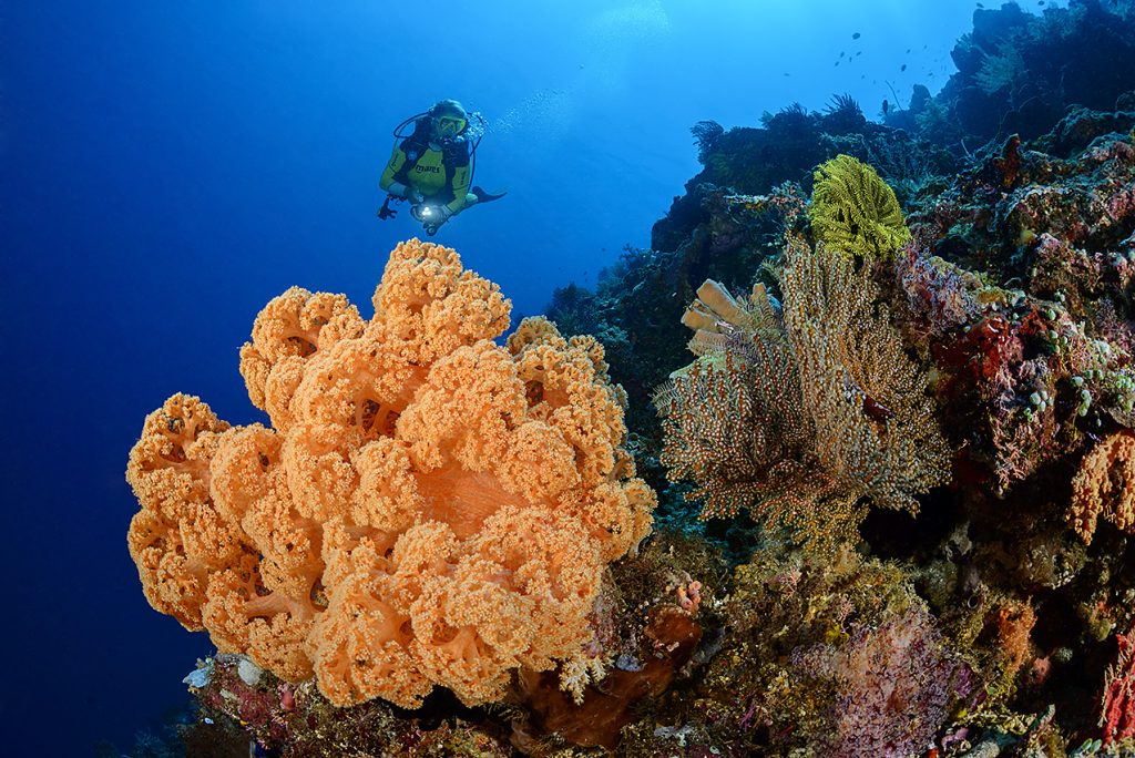 Kalahkan Maldives, Indonesia Dua Kali Juara {Underwater} Terbaik Dunia