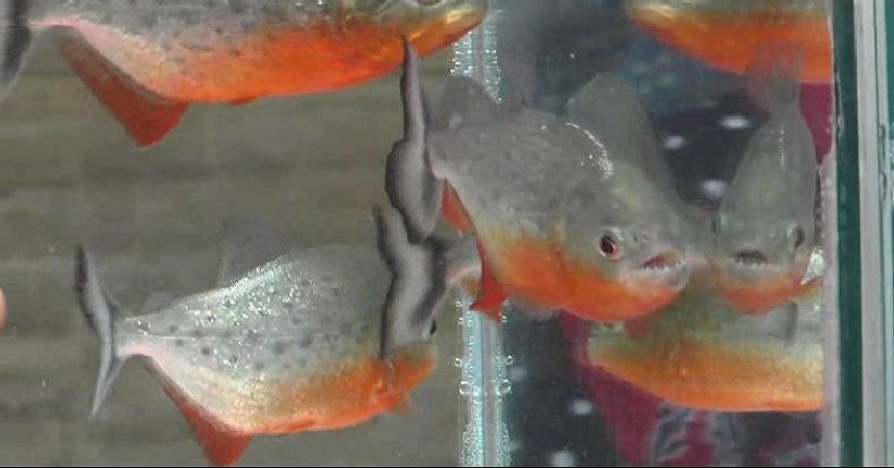 Wakil Wali Kota Cimahi Serahkan Ikan Aligator dan Piranha ke BKIPM