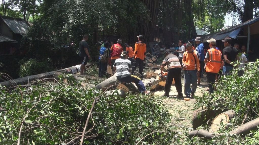 Pohon Beringin Tumbang di Kompleks Pemandian, 8 Wisatawan Tertimpa