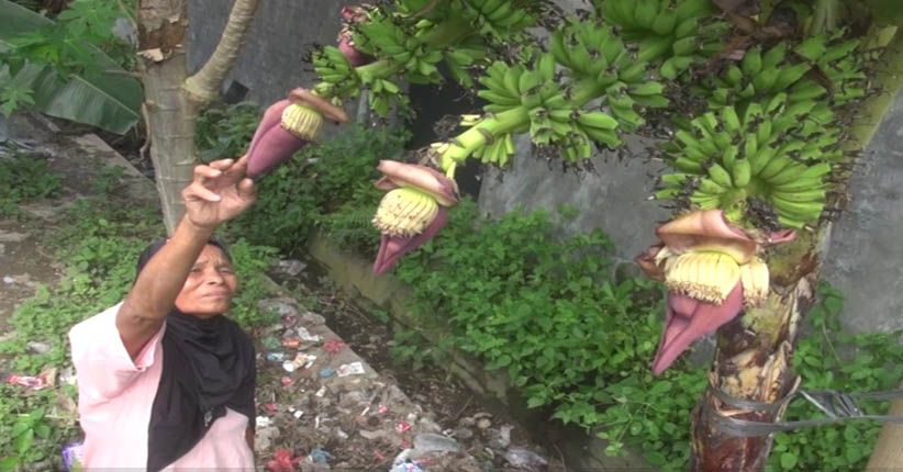 Unik, Pohon Pisang di Jombang Ini Punya Empat Tandan