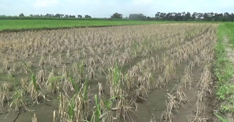 Tercemar Limbah Pabrik, Puluhan Hektare Padi di Jombang Mati