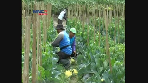 VIDEO : Petani Bantul Sukses Kembangkan Kembang Kol di Dataran Rendah
