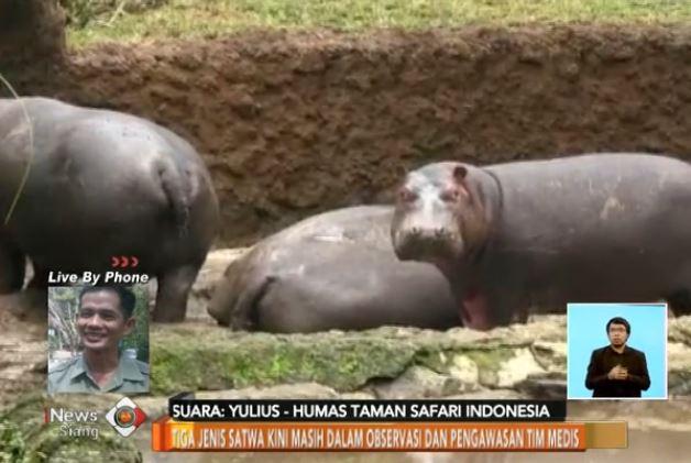 Hewan Dicekoki Miras, Taman Safari Bogor Perketat Pengawasan Satwa