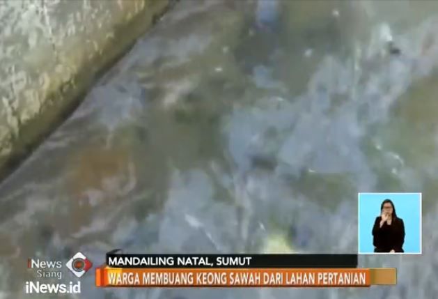 Dianjurkan Dimakan, Warga Mandailing Natal Anggap Keong Sawah Hama