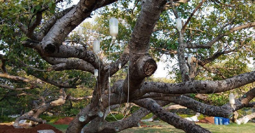 Pohon Beringin 700 Tahun di India 'Diinfus' untuk Lawan Serangan Rayap