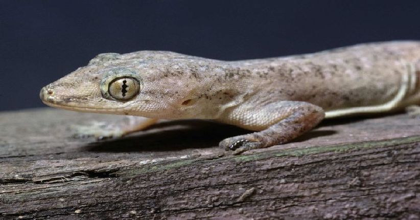 7 Cara Mengusir Cicak dari Rumah dan Tidak Kembali Lagi