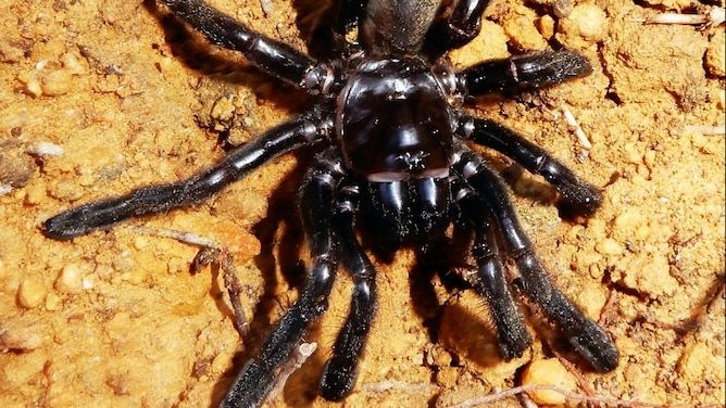Laba-laba Tertua di Dunia Mati di Usia 43 Tahun