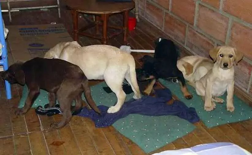 Heroin Diselundupkan ke Amerika lewat Perut Anjing
