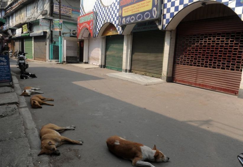 Warga India Bantai Anjing Liar Gara-Gara 3 Anak Tewas Dimangsa