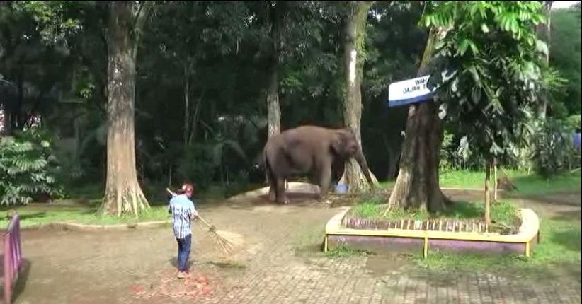 Cegah Corona, Kebun Binatang Bandung Tutup hingga 29 Mei