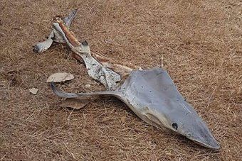Warga Tepi Pantai Australia Syok Ada Bangkai Ikan Hiu di Depan Rumah