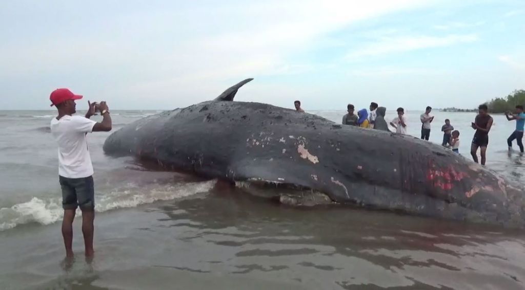 Paus Sperma Ditemukan Mati di Pantai Kuala Baroh Bugeng Aceh Timur