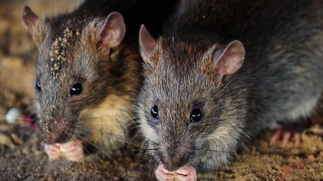 Tikus Gerogoti Uang di ATM India, Hampir Sebanyak Rp250 Juta Terkoyak
