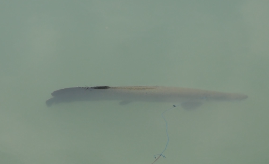 13 Ikan Arapaima di Sungai Brantas Tertangkap, Sisanya Berkeliaran