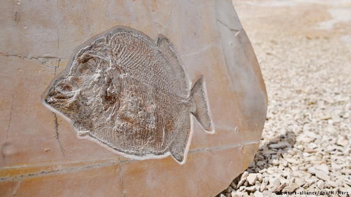 Fosil Ikan Misterius dari 150 Juta Tahun Lalu Ditemukan di Jerman