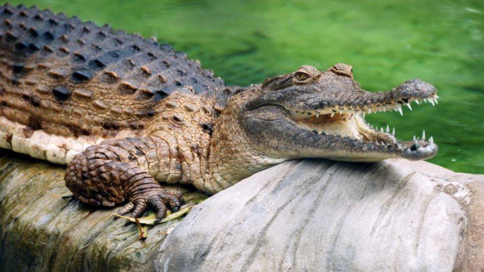 10 Tahun Diburu, Buaya Raksasa 600 Kg Berhasil Ditangkap di Australia
