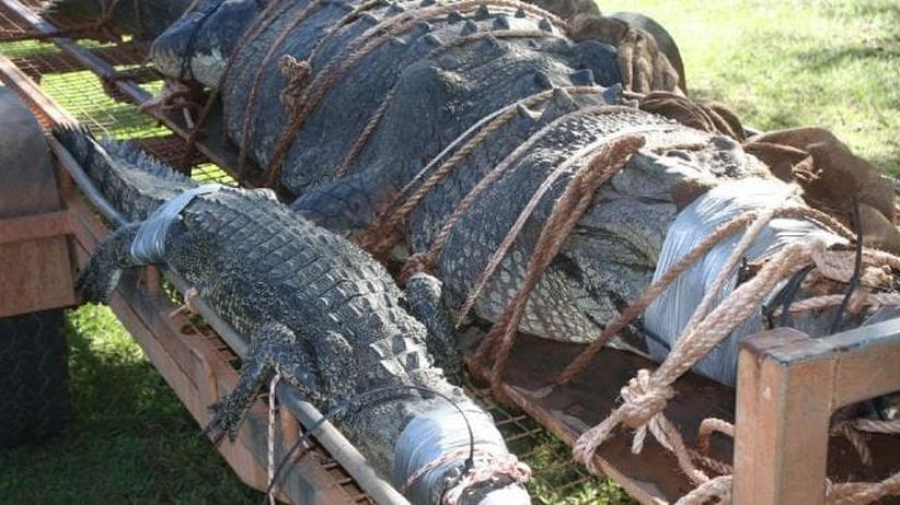Diburu 8 Tahun, Buaya 5 Meter Ditangkap Sebelum Masuk Permukiman