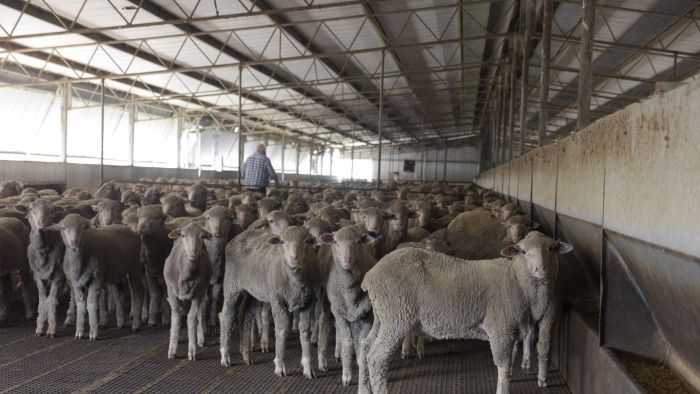 Warga Australia Protes Pengiriman 45.000 Domba Ke Kuwait