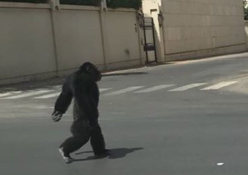 Heboh, Simpanse Lepas lalu Jalan-Jalan di Tengah Kota di Arab Saudi