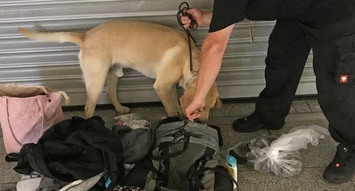 Bandara Jerman Siapkan Anjing Pelacak untuk Buru Kutu Busuk di Koper