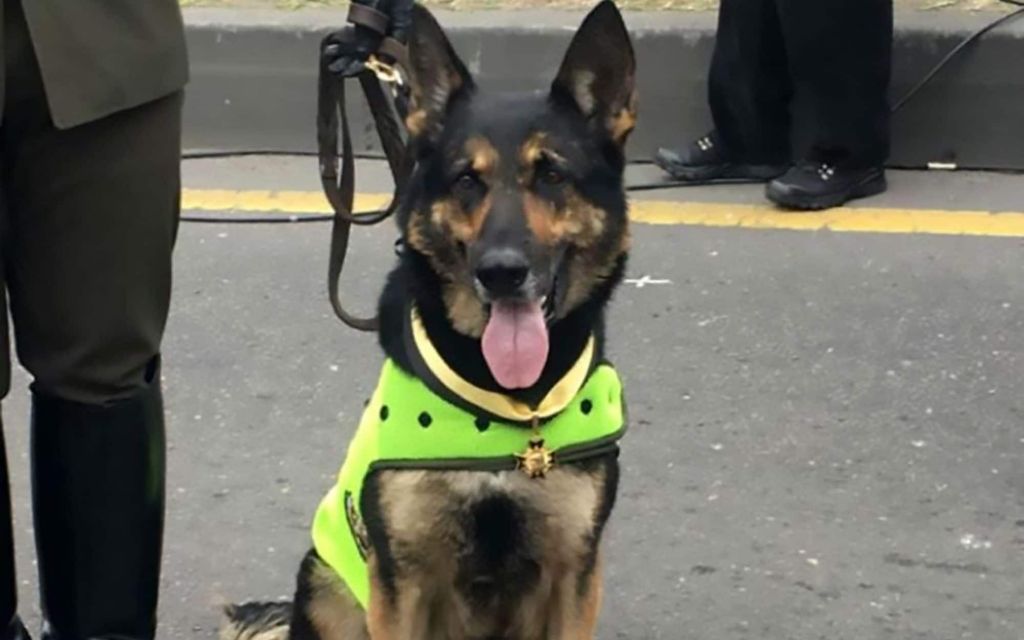 Ungkap Penyelundupan 10 Ton Kokain, Anjing Polisi Diincar Geng Narkoba
