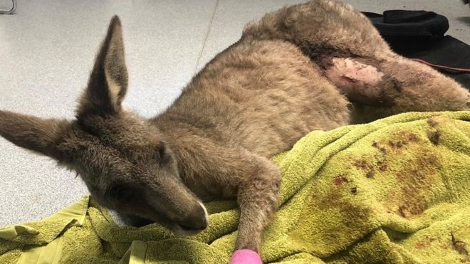 Kanguru Panik Terobos Rumah Warga Lewat Jendela Rumah hingga Terluka