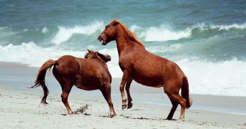 4 Pantai Ikonik Dunia, Mengintip Kuda Liar Abad 18 di Assateague Beach