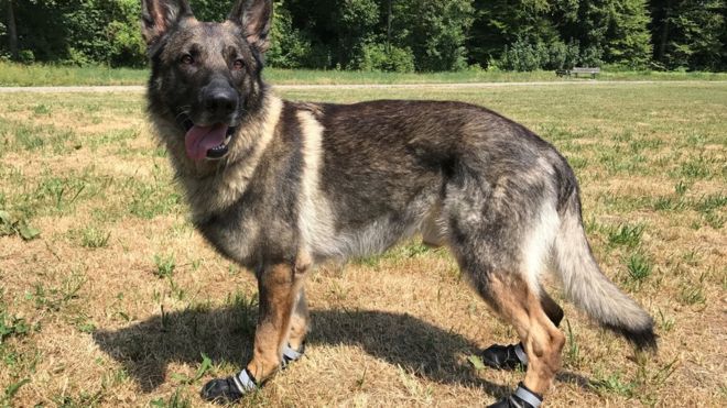 Gara-Gara Gelombang Panas, Polisi Swiss Minta Anjing Dipakaikan Sepatu