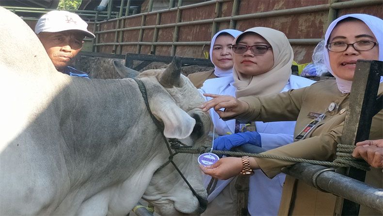 8 Daerah Endemis Antraks, Warga Diminta Lebih Teliti Beli Hewan Kurban