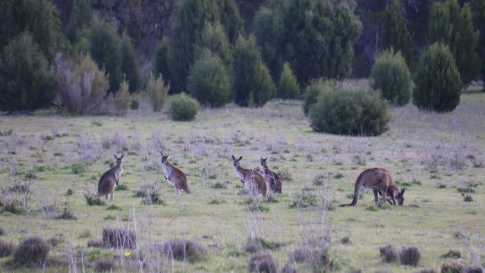 1.000 Kanguru Liar di Tasmania Terancam Dimusnahkan