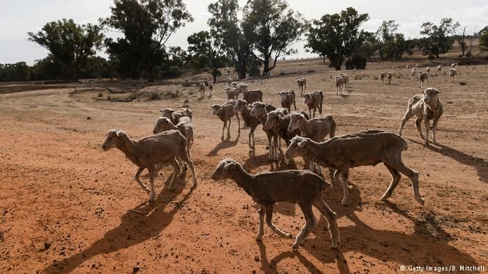 New South Wales Australia Kekeringan, Petani Diizinkan Tembak Kanguru
