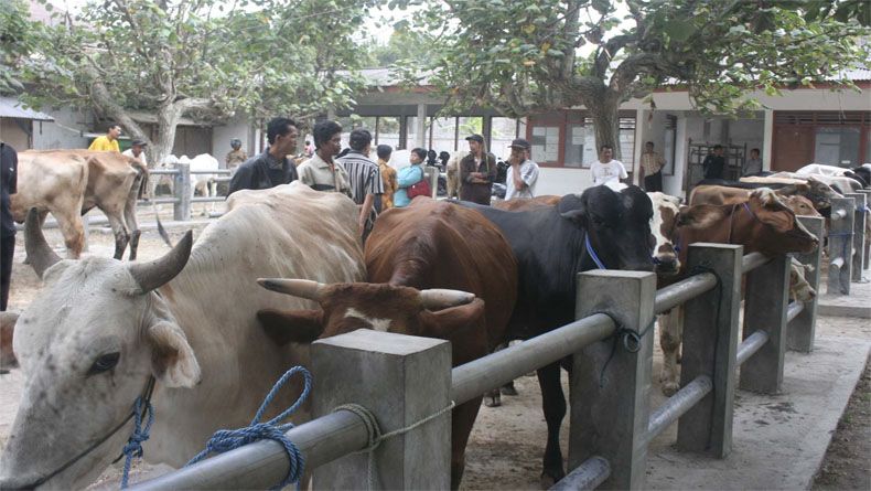 Distan dan Pangan Kulonprogo Intensifkan Pemeriksaan Hewan Kurban