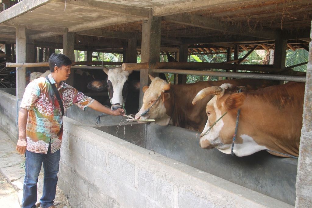 Pedagang Sapi di Gunungkidul Resah dengan Isu Antraks Serang Ternak Warga