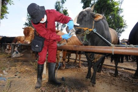 Warga DKI yang Hendak Membeli Hewan Kurban Harus Perhatikan Tanda Ini