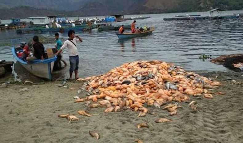 Ribuan Ikan di Danau Toba Mati Diduga akibat Tercemar Pestisida