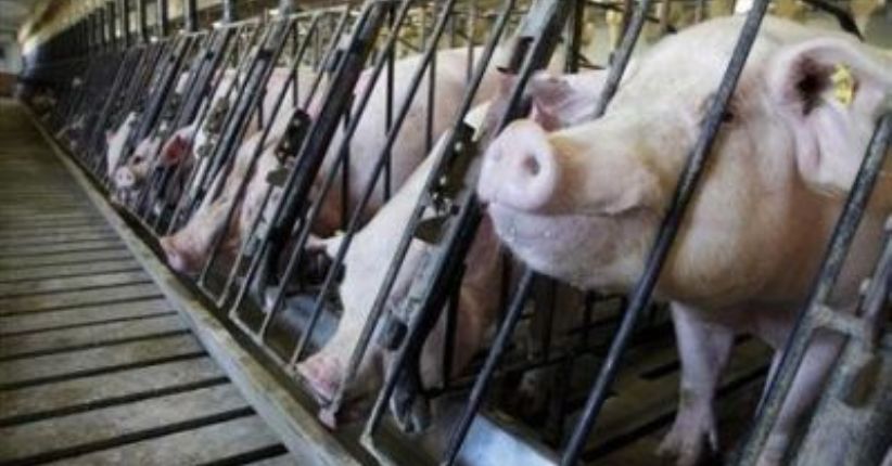 Korsel Musnahkan Lebih dari 1.000 Babi gara-gara Wabah Ini