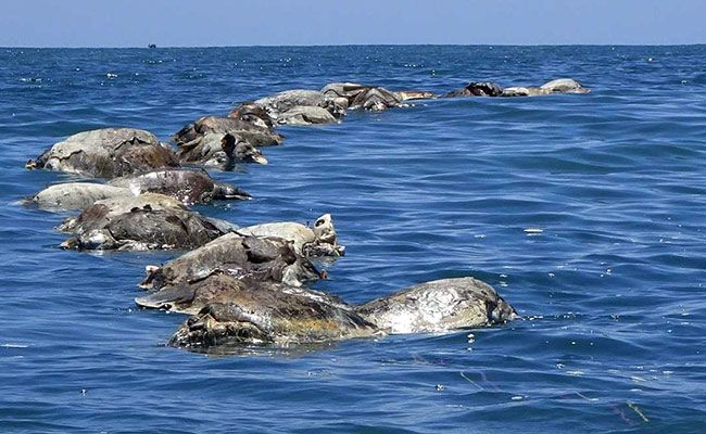 300 Penyu Terancam Punah Ditemukan Mati di Laut Meksiko