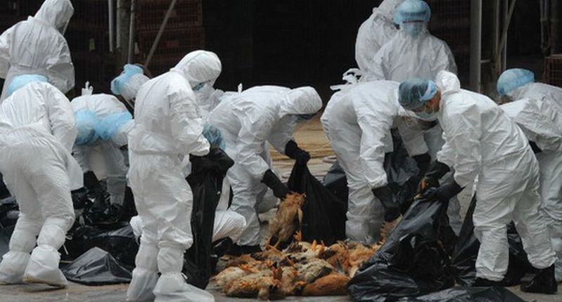 Belanda Musnahkan 200.000 Ayam karena Kasus Flu Burung