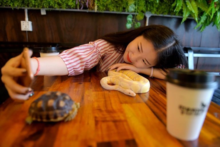 Makan Ditemani Piton dan Kalajengking di Kafe Reptil Ini, Berani Coba?