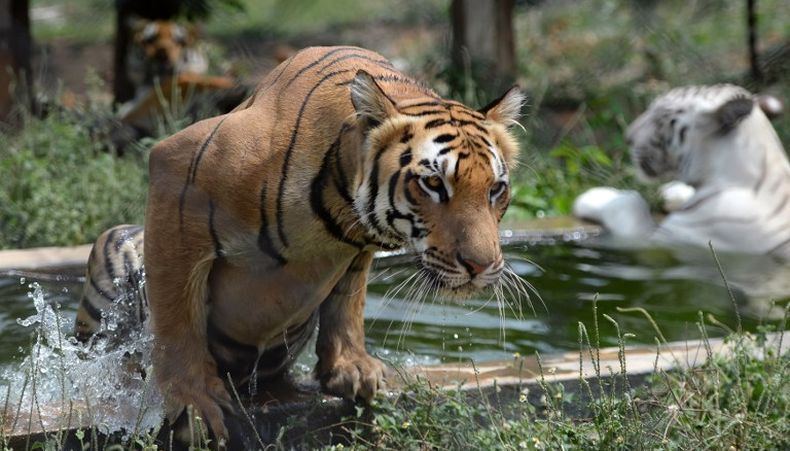 Seekor Harimau Betina Terkam 13 Orang hingga Tewas, Warga Resah