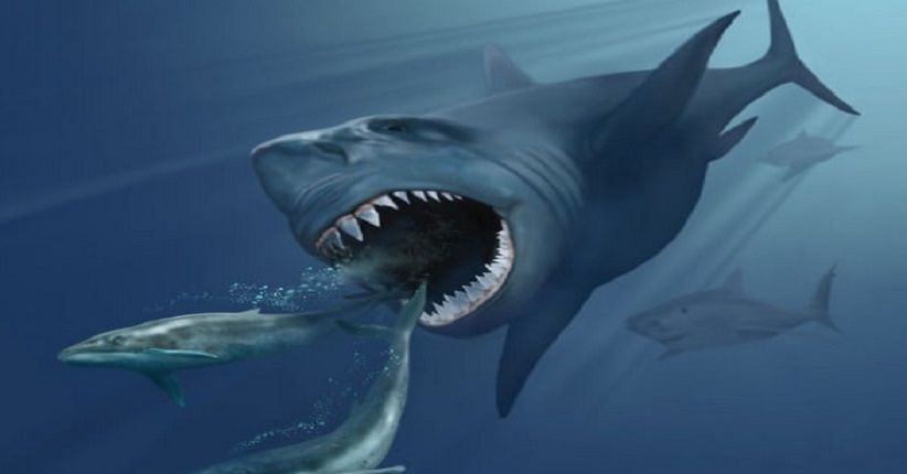  5 Fakta Unik Hiu Megalodon, Punya Gigi Besar dan Cepat